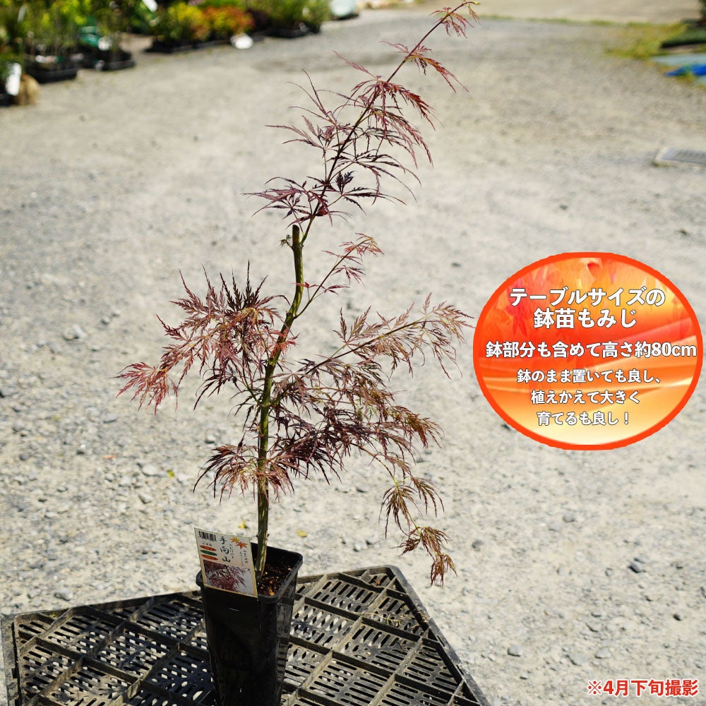 000000051632-03.jpg?size=l&w=