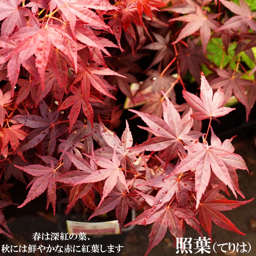 モミジ 【照葉(テリハ)】 テーブルサイズ 鉢植え