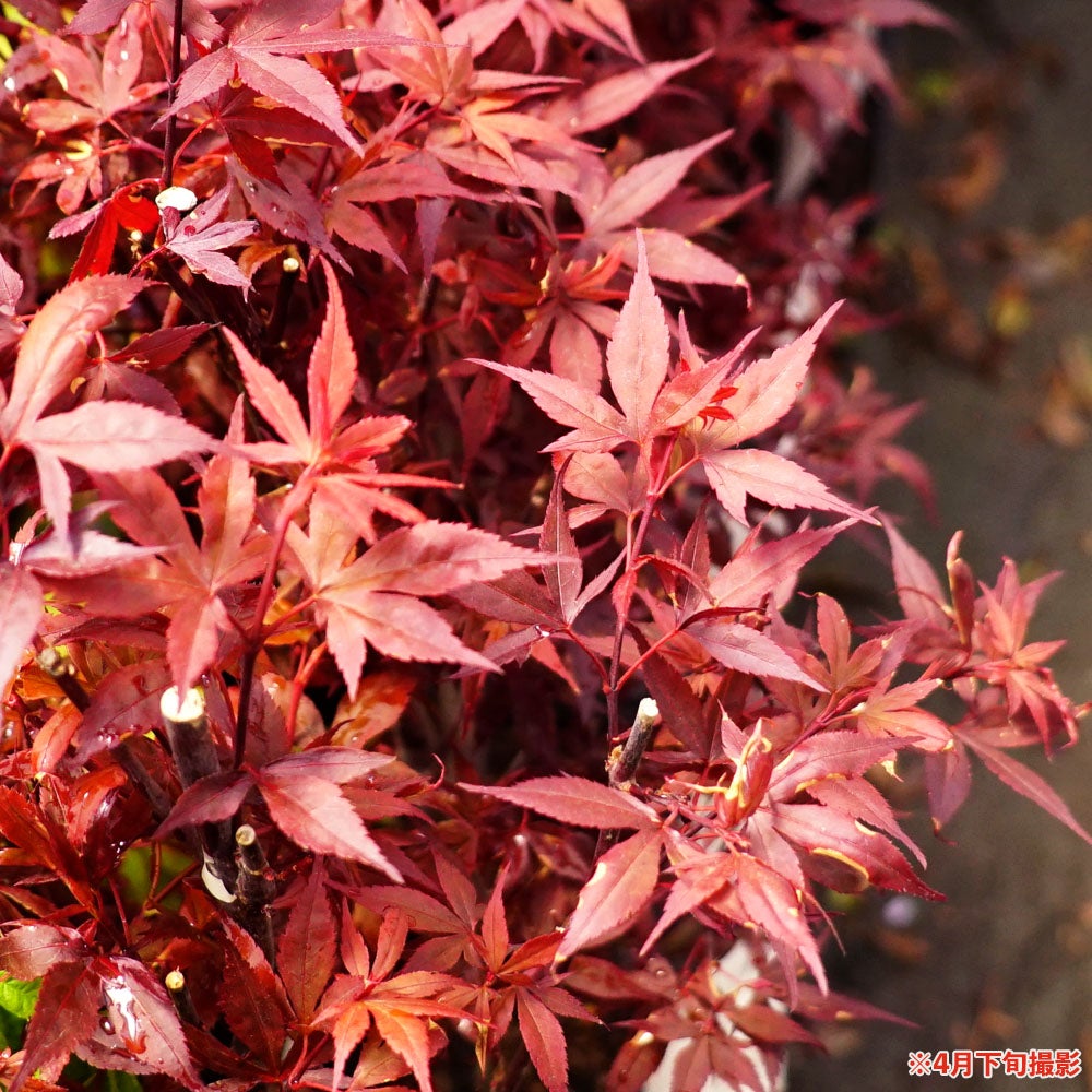 カエデ・もみじ オオモミジ系 ミレニアムレッド 苗 販売 苗木部 By 花