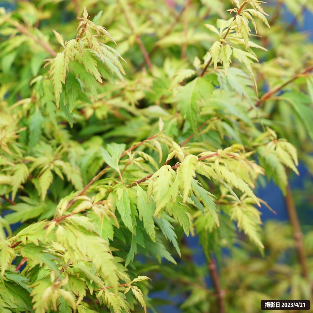 カエデ・もみじ イロハモミジ系 羽衣 苗 販売 苗木部 By 花ひろば