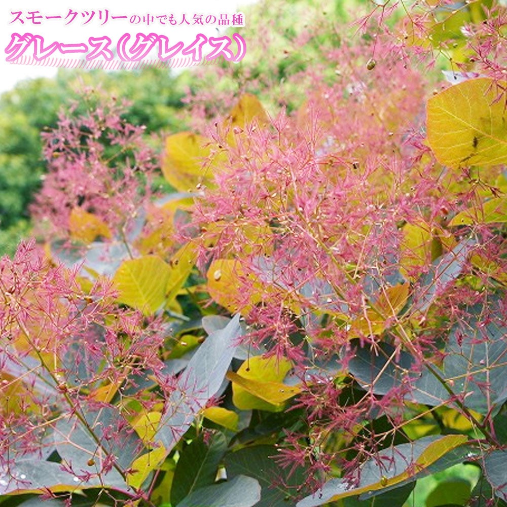 スモークツリー パステルシュシュ 苗 販売 苗木部 By 花ひろばオンライン