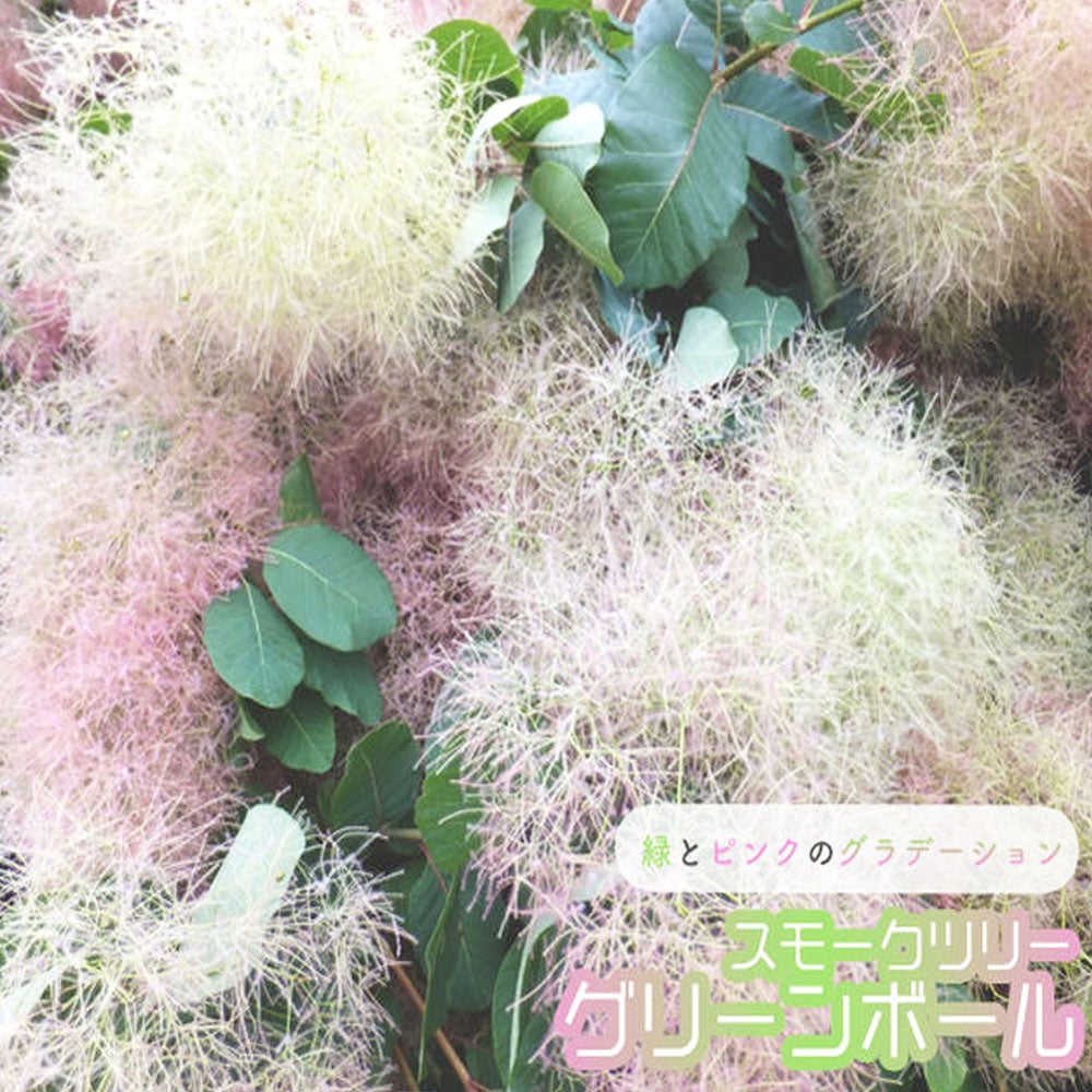 スモークツリー パステルシュシュ 苗 販売 苗木部 By 花ひろばオンライン