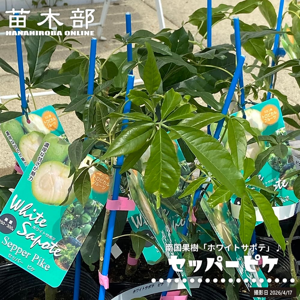ホワイトサポテ セッパー ピケ 苗 販売 苗木部 By 花ひろばオンライン