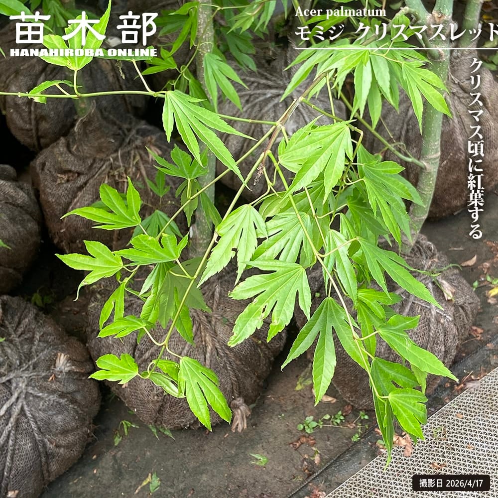 ツルニンジン ツルニンジン ツルニンジン の特徴と育て方 kaju_sansai026o-03 | 苗木