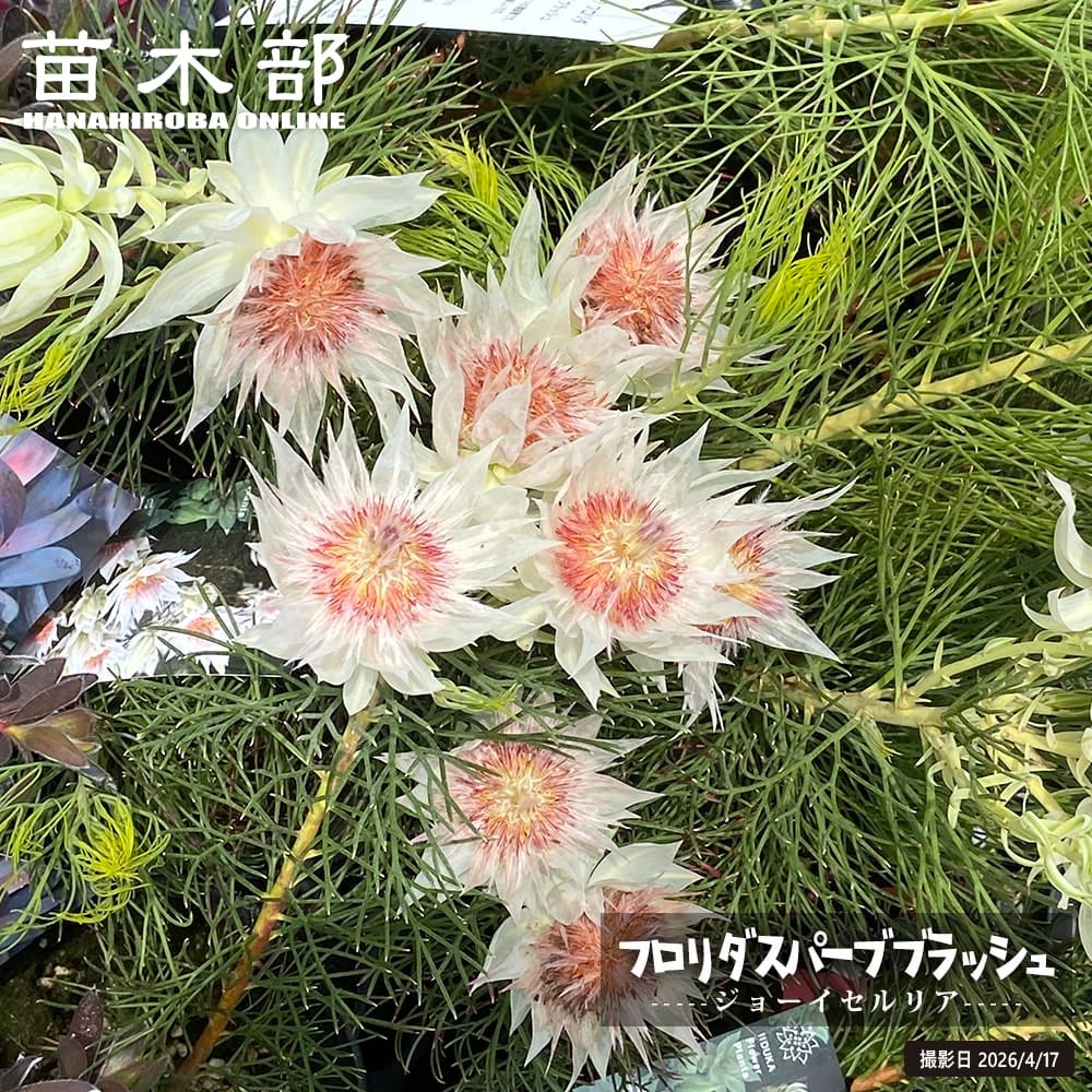 セルリア　スパーブブラッシュ　2 セルリア フロリダ スパーブ ブラッシュ 苗 販売 苗木部 By 花ひろば