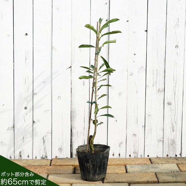 000000052031-03.jpg?size=l&w=