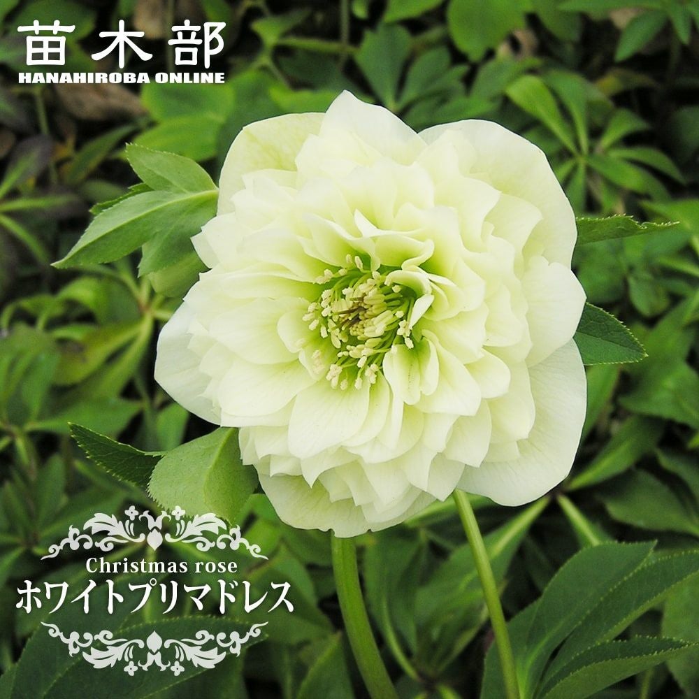 000000052092-01.jpg?size=m&w=