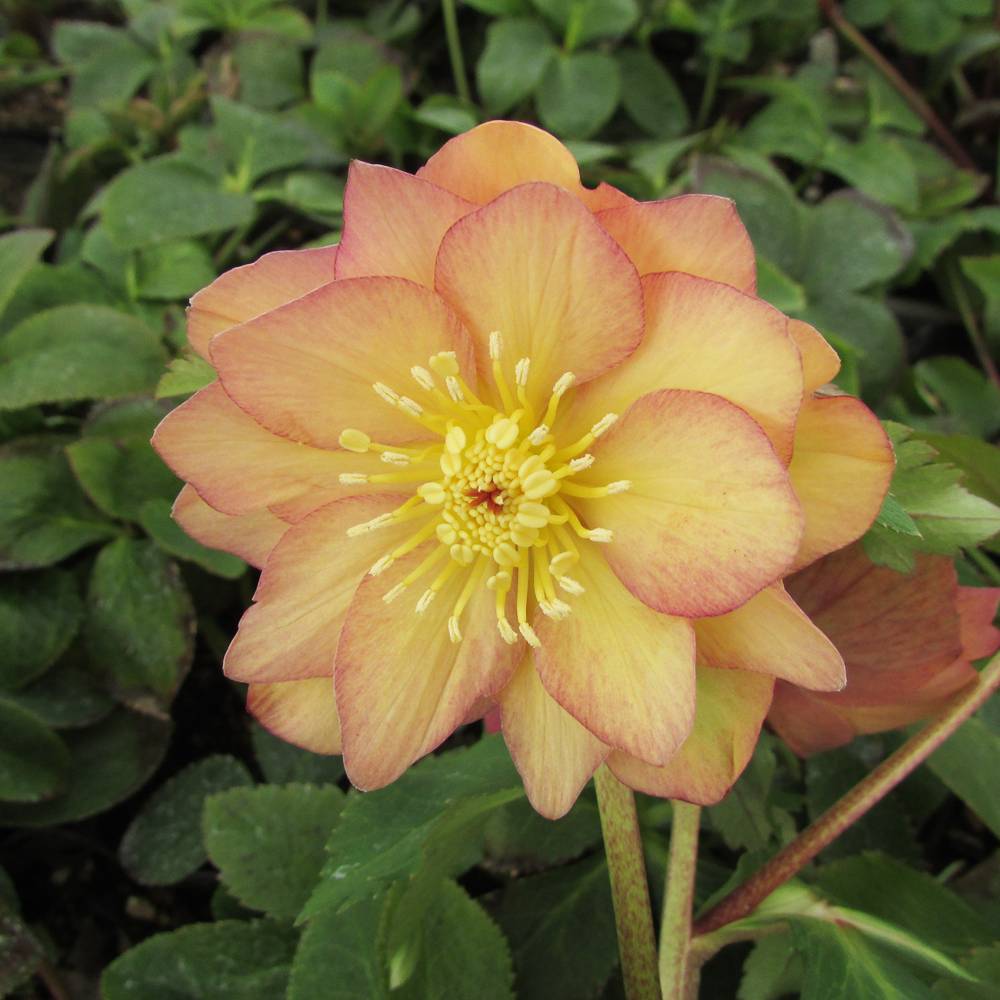 000000052094-04.jpg?size=l&w=