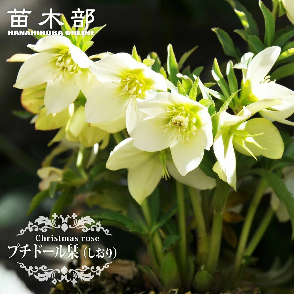 000000052097-01.jpg?size=m&w=