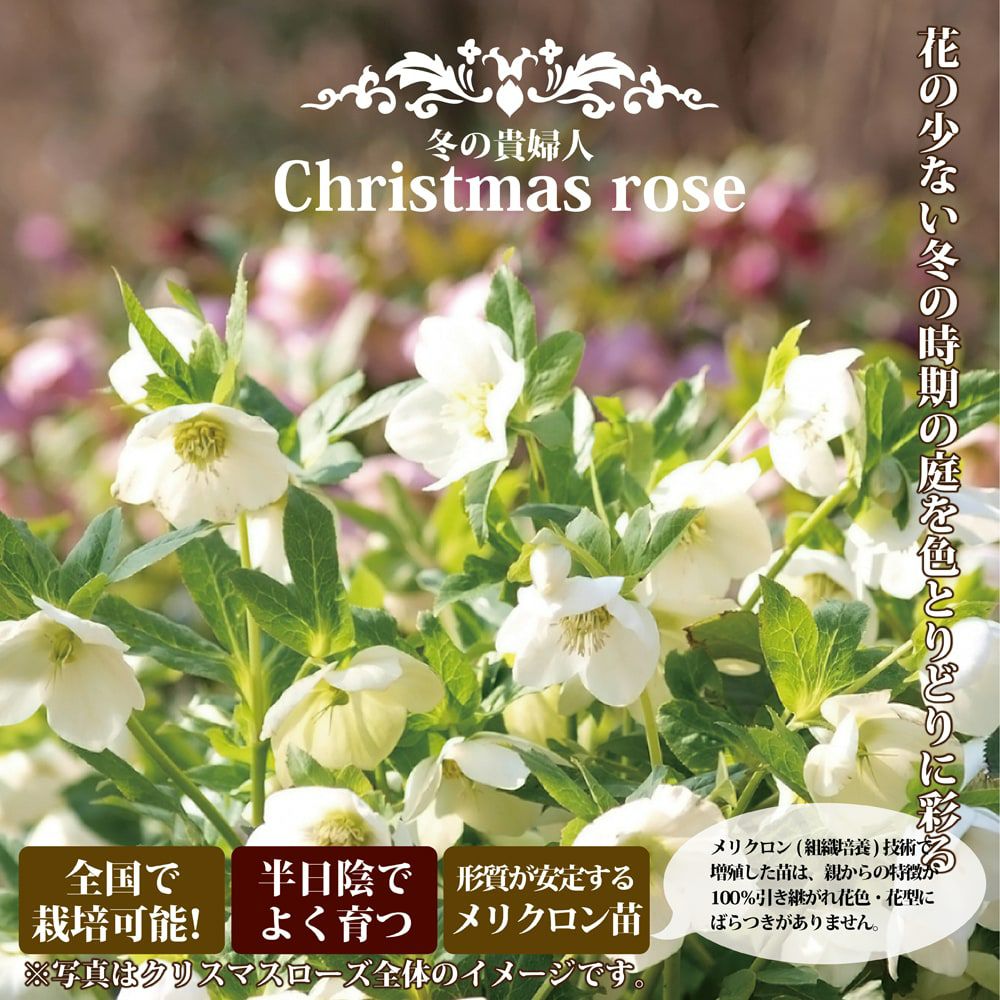 クリスマスローズ プチドール 栞 苗 販売 苗木部 By 花ひろばオンライン