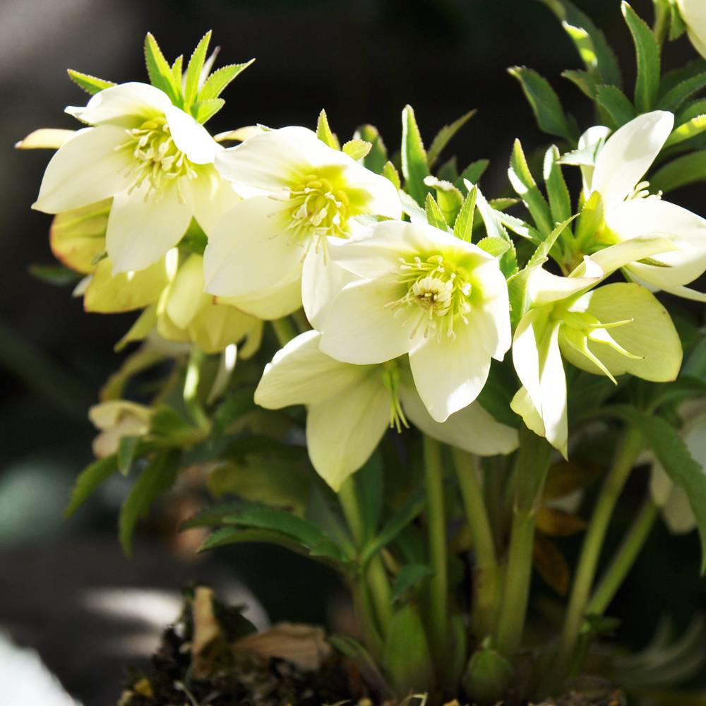 000000052097-04.jpg?size=l&w=