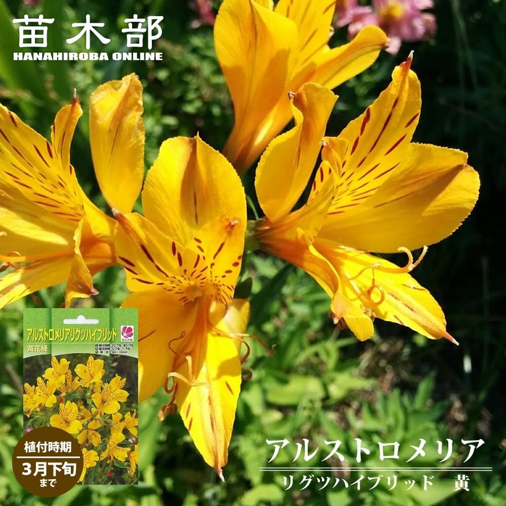 000000052166-01.jpg?size=m&w=