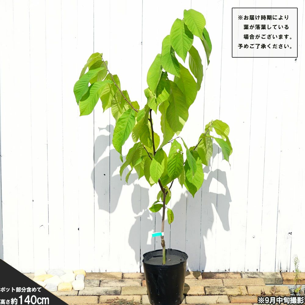 ポトマック】 ポポー 4年生 接木 苗 【大型宅配便】 沖縄・離島不可