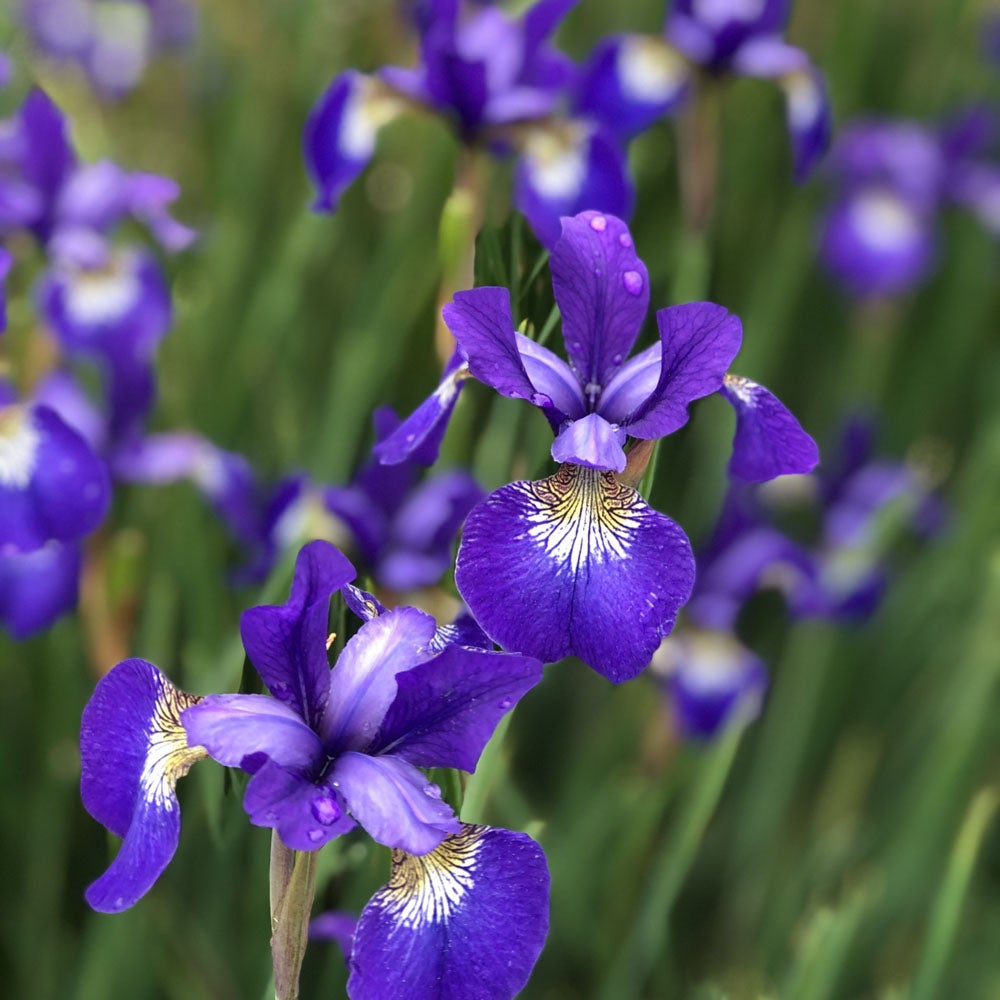 000000052242-02.jpg?size=l&w=