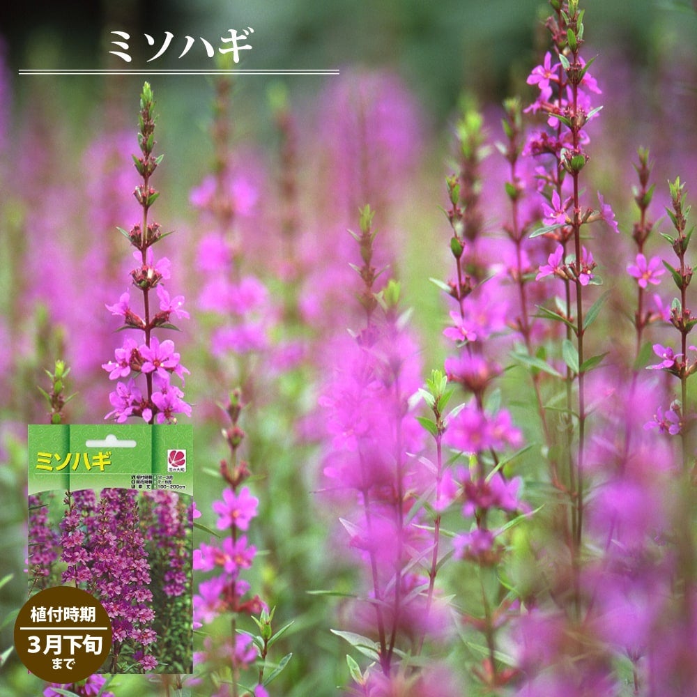 【完売御礼】ミソハギ 赤紫色 濃いピンク 2株 大株 多年草 宿根草 完売御礼】ミソハギ 赤紫色 濃いピンク 2株 大株 多年草 宿根草 園芸