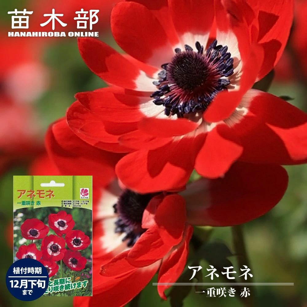 000000052286-01.jpg?size=l&w=