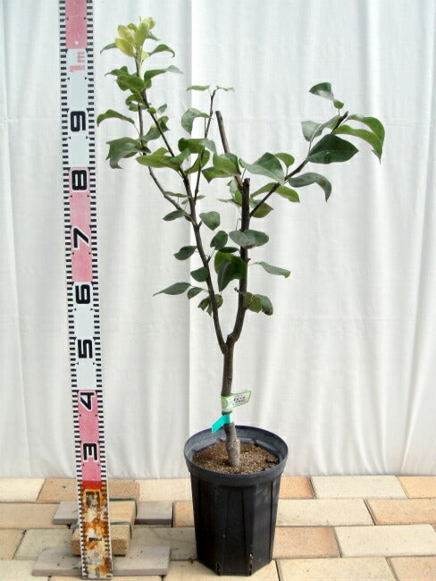 000000052305-03.jpg?size=l&w=