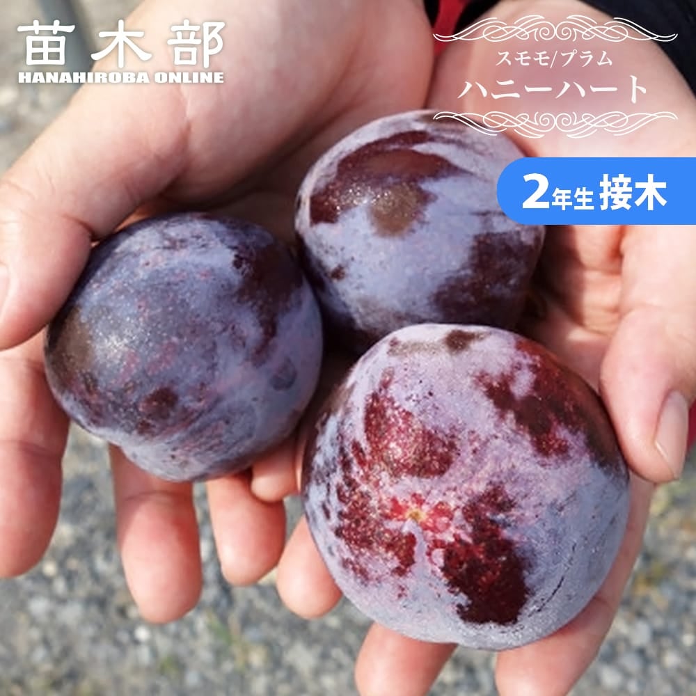 スモモ・プラム・プルーンの苗木｜2年生接木苗｜苗木部 本店｜花ひろば