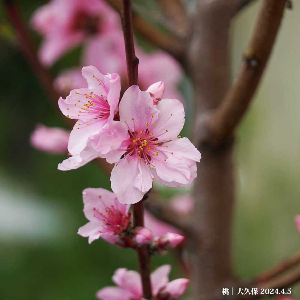 000000052538-02.jpg?size=l&w=