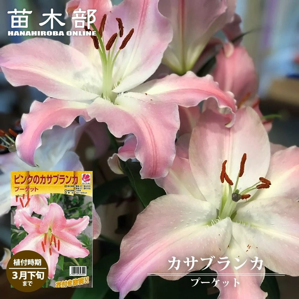 000000052601-01.jpg?size=l&w=