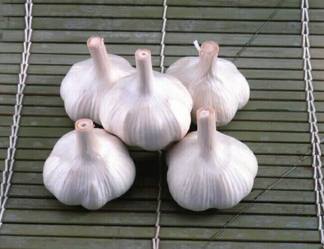 にんにく ホワイト六片 苗 通販 苗木部 By 花ひろばオンライン