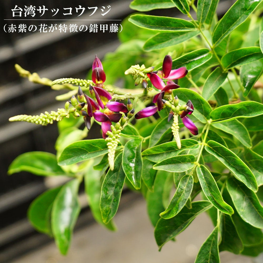 台湾サッコウフジ（錯甲藤） 赤花 鉢植え | 苗木部 本店 By 花ひろば