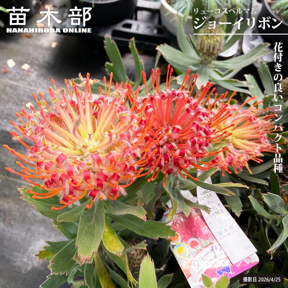 特選品‼︎ 幹も太く花芽たくさん付いてるレウコスペルマム・コーディフォリウム10号 リューコスペルマム ジョーイリボン 苗 販売 苗木部 By 花ひろばオンライン