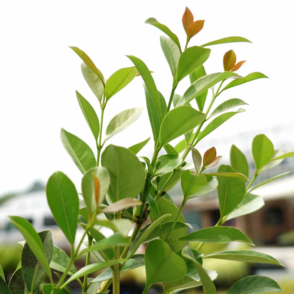 000000052836-08.jpg?size=l&w=