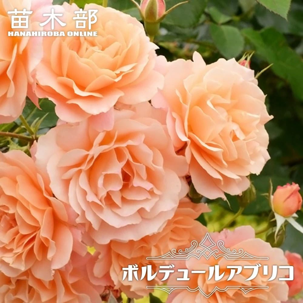 バラ ベビーロマンティカ FL フロリバンダ 苗 販売 苗木部 By 花ひろば