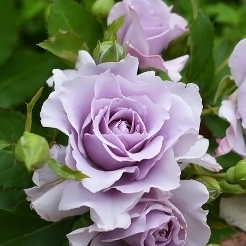 000000053083-02.jpg?size=l&w=