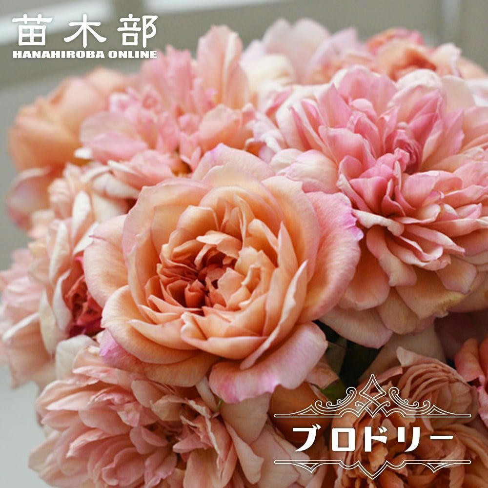 000000053085-01.jpg?size=l&w=