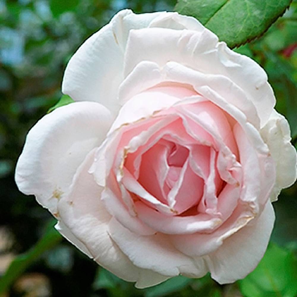 000000053088-05.jpg?size=l&w=