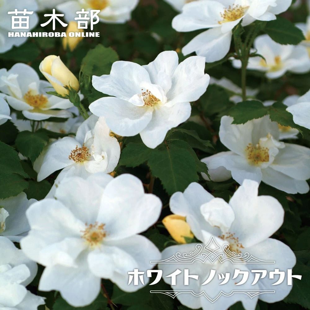 000000053091-01.jpg?size=l&w=