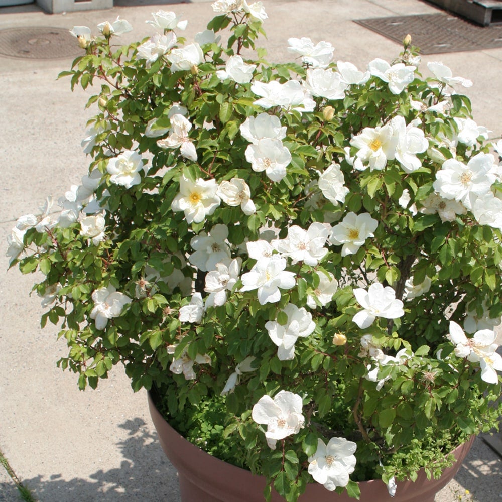 オフホワイトのばらと枝の花と葉 000000053091-02.jpg?size=l&w=