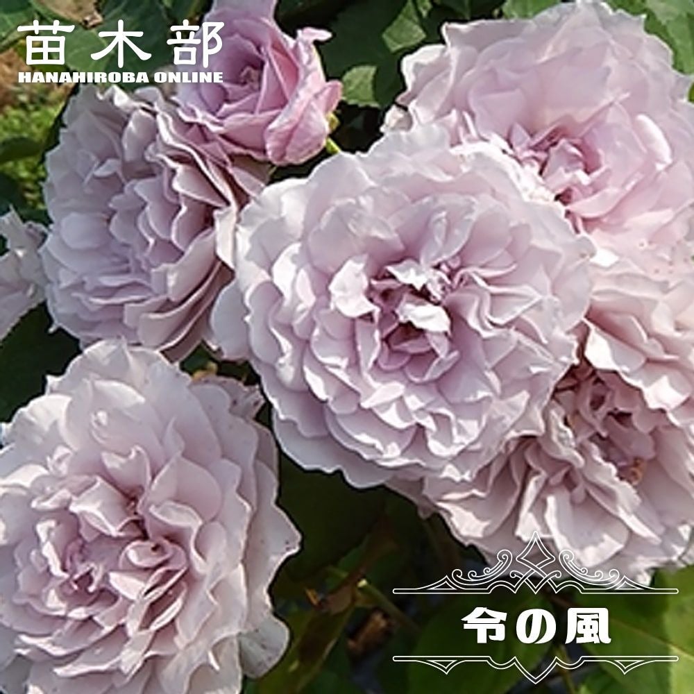 バラ 夜来香 （イエライシャン） 苗 販売 苗木部 By 花ひろばオンライン