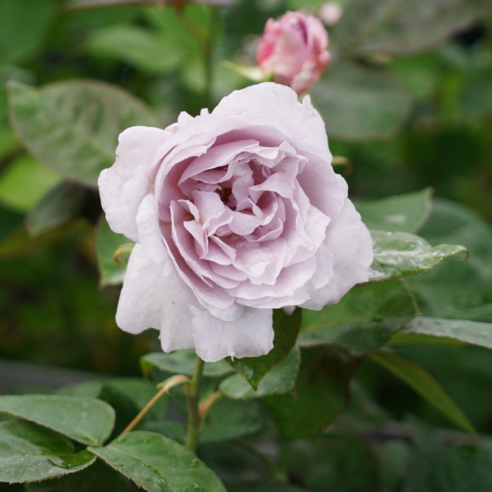 薔薇苗⭐️四季咲き大輪⭐️１３品種⭐️15ポット バラ 令の風 苗 販売 苗木部 By 花ひろばオンライン