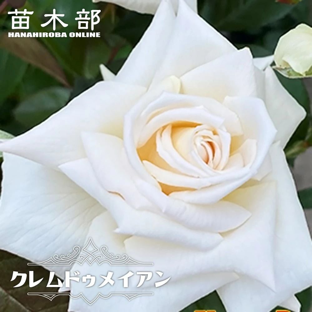 000000053093-01.jpg?size=l&w=
