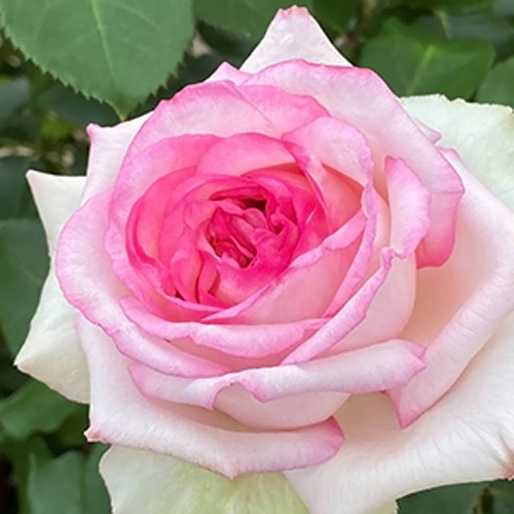 000000053094-05.jpg?size=l&w=