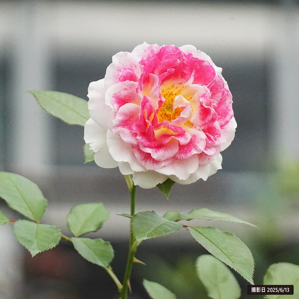 バラ ホリデーアイランドピオニー 苗 販売 苗木部 By 花ひろばオンライン