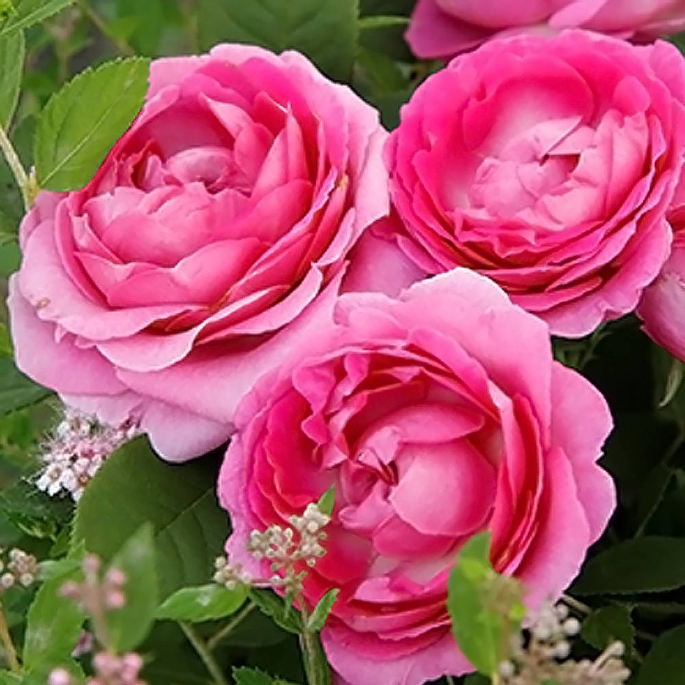 000000053096-05.jpg?size=l&w=