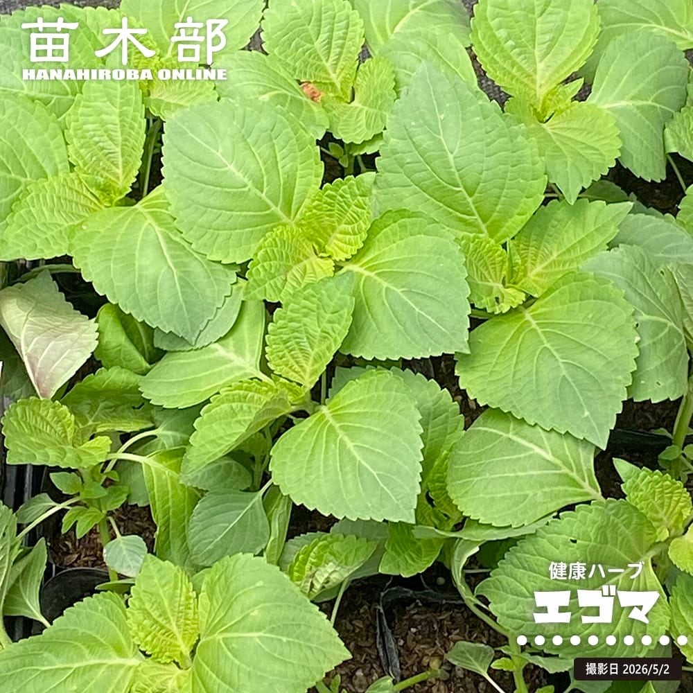 マカダミアナッツ バーモント ハイブリッド 苗 販売 苗木部 By 花