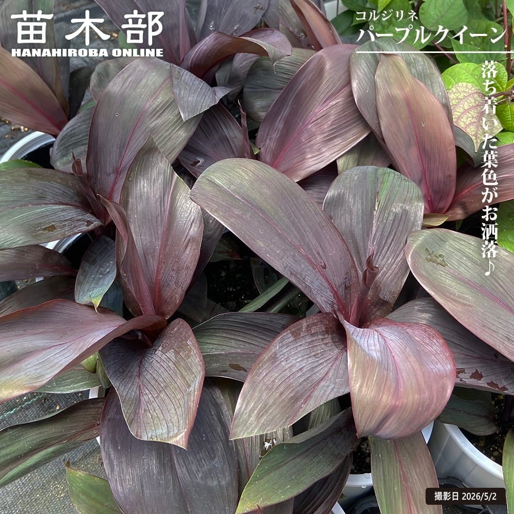 コルジリネ オーストラリス パープルクイーン 苗 販売 苗木部 By 花