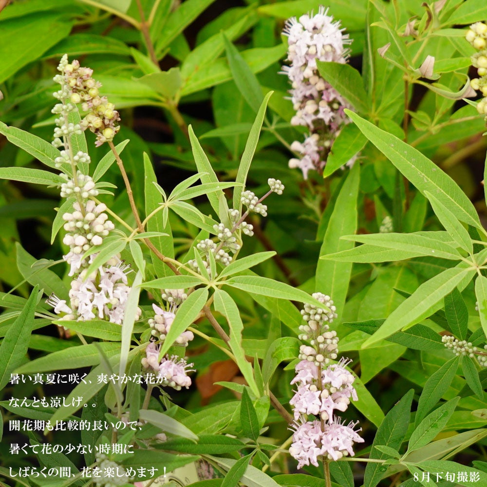 000000053151-02.jpg?size=l&w=