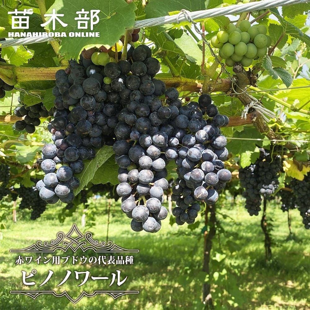 000000053192-01.jpg?size=l&w=