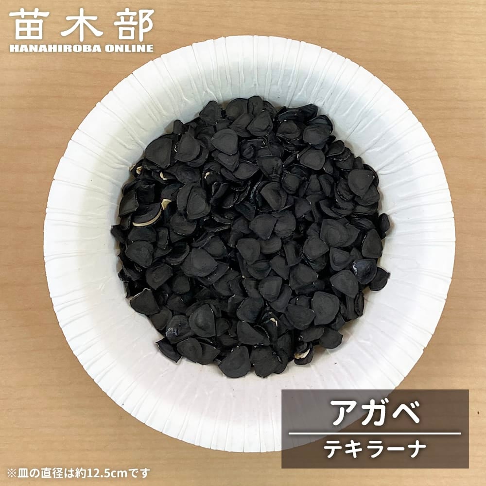 アガベ テキラーナ 種子 100粒 Agave tequilana アガベ テキラーナの通販 苗木部 By 花ひろばオンライン