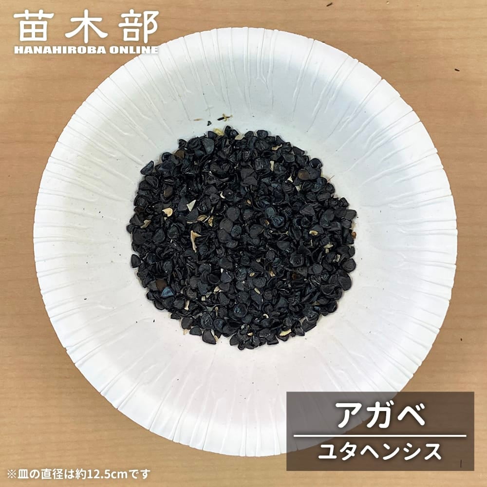 種子 【寒さに強いアガベ オバティフォリア】 Agave ovatifolia