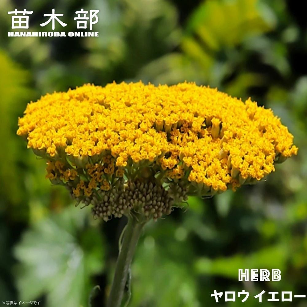 000000053301-01.jpg?size=m&w=