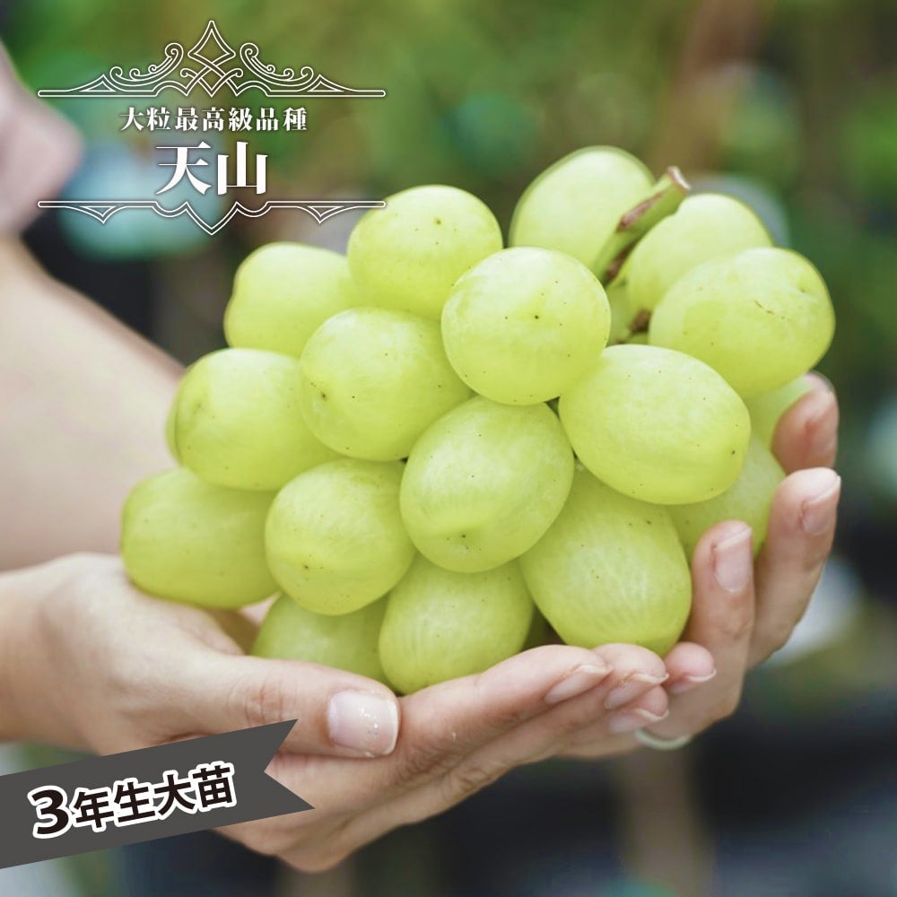 ブドウ 欧米雑種2倍体 天晴の通販 おすすめ 苗木部 By 花ひろばオンライン