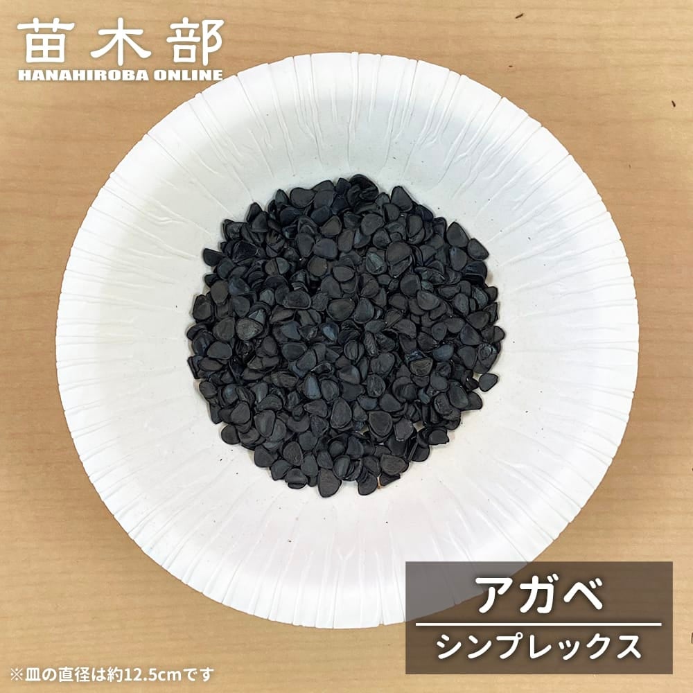 種子 【寒さに強いアガベ デザーティ シンプレックス】 Agave deserti