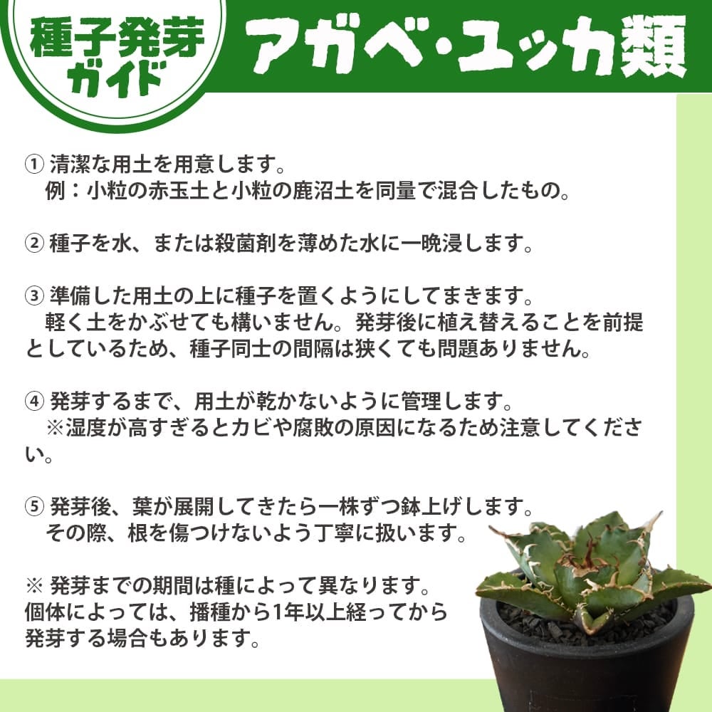 種子 【寒さに強いアガベ デザーティ シンプレックス】 Agave deserti